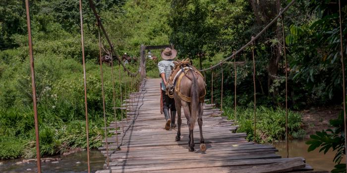 Hombre con caballo pasando puente en madera