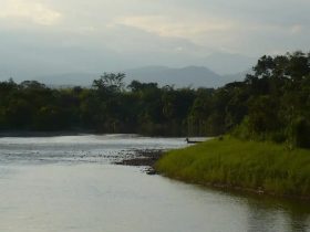 Paisaje con rio y bosque de fondo