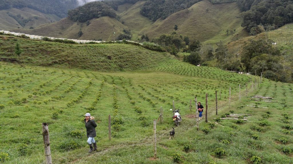 Proyectos productivos y agrícolas en Urrao, Antioquia.