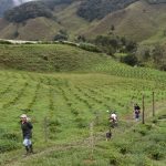 Proyectos productivos y agrícolas en Urrao, Antioquia.