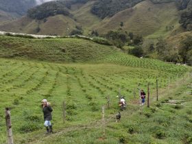 Proyectos productivos y agrícolas en Urrao, Antioquia.