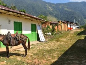 Caballo amarrado a tronco en medio de casas de El Aro